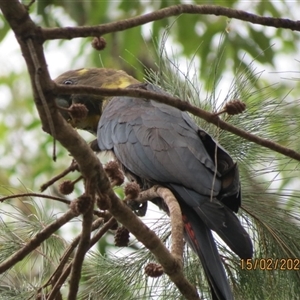 Calyptorhynchus lathami lathami at Bonny Hills, NSW - suppressed