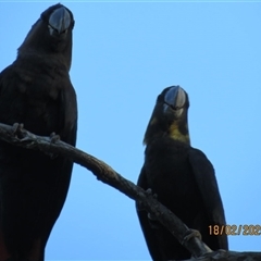 Calyptorhynchus lathami lathami at Bonny Hills, NSW - suppressed