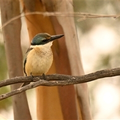 Todiramphus sanctus (Sacred Kingfisher) at Dunlop, ACT - 20 Feb 2025 by Thurstan