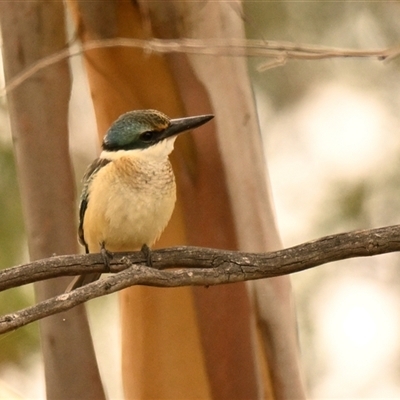 Todiramphus sanctus (Sacred Kingfisher) at Dunlop, ACT - 20 Feb 2025 by Thurstan