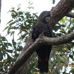 Calyptorhynchus lathami lathami (Glossy Black-Cockatoo) at Bonny Hills, NSW - 18 Feb 2025 by pls047