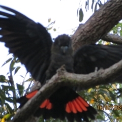 Calyptorhynchus lathami lathami at Bonny Hills, NSW - suppressed