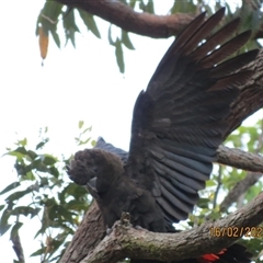 Calyptorhynchus lathami lathami at Bonny Hills, NSW - suppressed