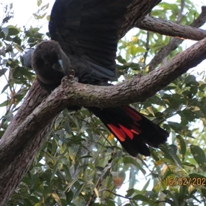 Calyptorhynchus lathami lathami at Bonny Hills, NSW - suppressed