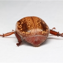 Anoplognathus concolor (Christmas beetle) at Rosedale, NSW - 19 Feb 2025 by jb2602