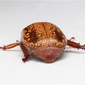 Anoplognathus concolor at suppressed - suppressed