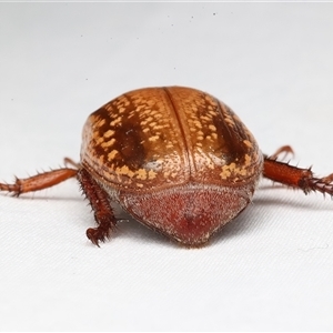 Anoplognathus concolor at Rosedale, NSW - Yesterday by jb2602