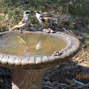 Phylidonyris niger at Bonny Hills, NSW - suppressed