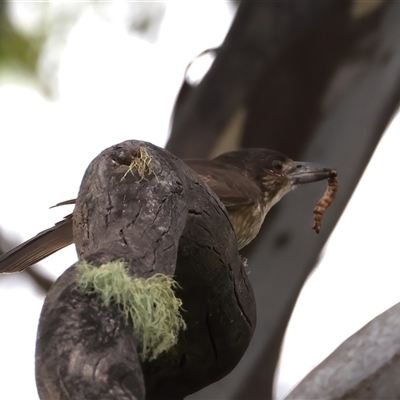 Cracticus torquatus (Grey Butcherbird) at Mogo, NSW - 19 Feb 2025 by jb2602