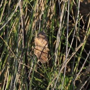 Chrysolarentia bichromata at Brindabella, NSW - 3 Feb 2025 by RAllen