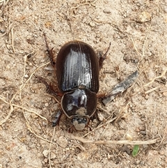 Unidentified Scarab beetle (Scarabaeidae) at Conder, ACT - 19 Feb 2025 by Jeanette