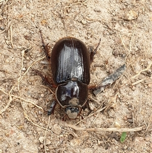 Unidentified Scarab beetle (Scarabaeidae) at Conder, ACT - Yesterday by Jeanette