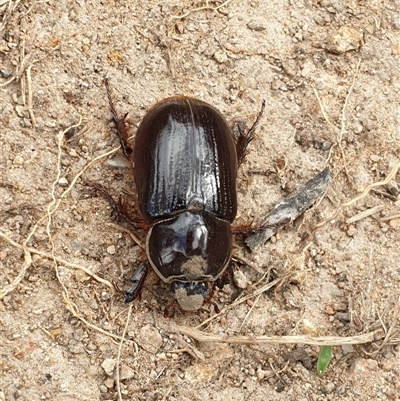 Unidentified Scarab beetle (Scarabaeidae) at Conder, ACT - 19 Feb 2025 by Jeanette