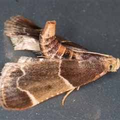 Pyralis farinalis (Meal Moth) at Melba, ACT - 17 Feb 2025 by kasiaaus