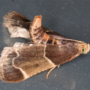 Pyralis farinalis at Melba, ACT - 17 Feb 2025 11:03 PM