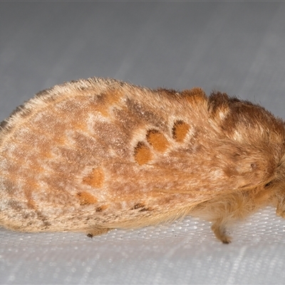 Pseudanapaea (genus) (A cup moth) at Melba, ACT - 17 Feb 2025 by kasiaaus