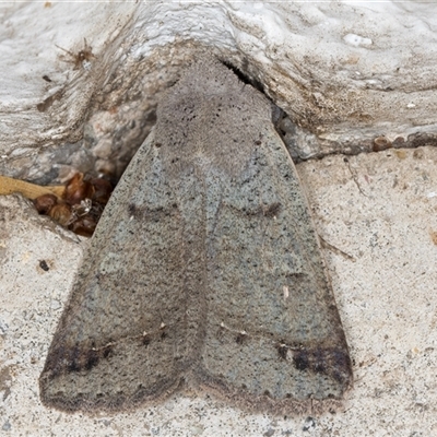 Pantydia sparsa (Noctuid Moth) at Melba, ACT - 17 Feb 2025 by kasiaaus