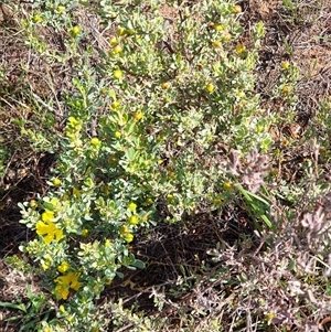 Hibbertia obtusifolia at Nicholls, ACT - 18 Feb 2025 by Jeanette