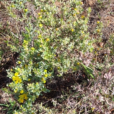 Hibbertia obtusifolia (Grey Guinea-flower) at Nicholls, ACT - 18 Feb 2025 by Jeanette