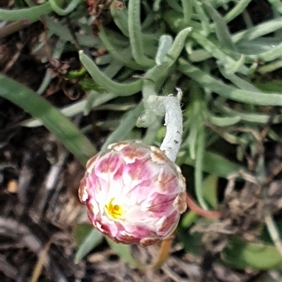 Leucochrysum albicans subsp. tricolor (Hoary Sunray) at Nicholls, ACT - 18 Feb 2025 by Jeanette