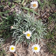 Leucochrysum albicans subsp. tricolor at Nicholls, ACT - 18 Feb 2025 10:18 AM