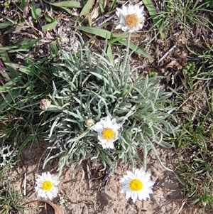 Leucochrysum albicans subsp. tricolor at Nicholls, ACT - 18 Feb 2025 10:18 AM