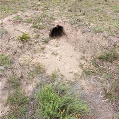 Vombatus ursinus (Common wombat, Bare-nosed Wombat) at Conder, ACT - 19 Feb 2025 by Jeanette