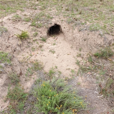 Vombatus ursinus (Common wombat, Bare-nosed Wombat) at Conder, ACT - 19 Feb 2025 by Jeanette