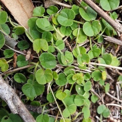 Dichondra repens (Kidney Weed) at Conder, ACT - 19 Feb 2025 by Jeanette