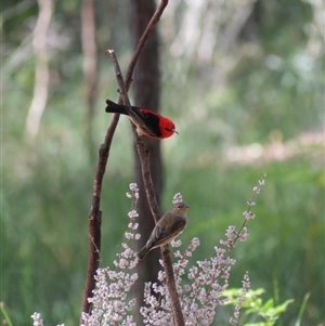 Myzomela sanguinolenta at Bonny Hills, NSW - suppressed