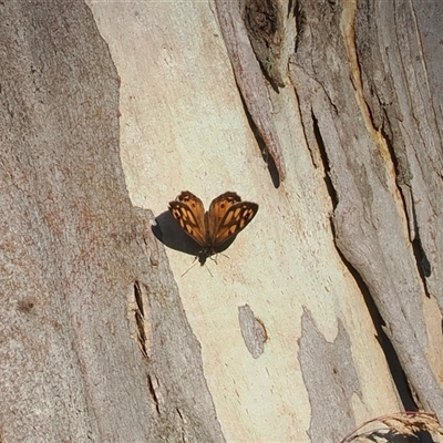 Geitoneura klugii (Marbled Xenica) at Brindabella, NSW - 3 Feb 2025 by RAllen