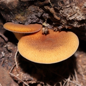 Austropaxillus sp. at Paddys River, ACT - 19 Feb 2025 by TimL