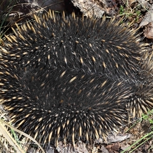 Tachyglossus aculeatus (Short-beaked Echidna) at Forde, ACT - 16 Feb 2025 by TimL