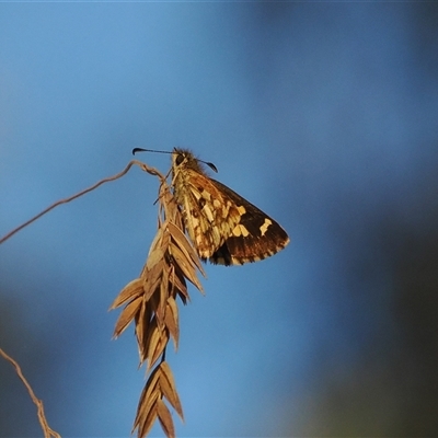 Anisynta monticolae (Montane grass-skipper) at Brindabella, NSW - 3 Feb 2025 by RAllen