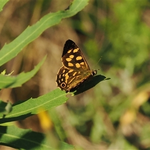 Oreixenica kershawi (Striped Xenica) at Brindabella, NSW - 3 Feb 2025 by RAllen