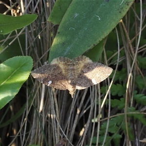 Chrysolarentia heteroleuca at Brindabella, NSW - 3 Feb 2025 by RAllen