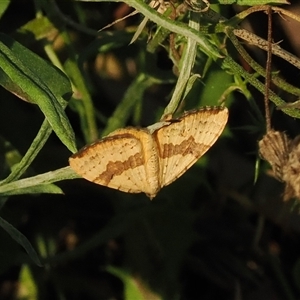 Chrysolarentia polyxantha at Brindabella, NSW - 3 Feb 2025 07:41 PM