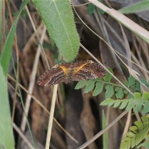 Chrysolarentia bichromata at Brindabella, NSW - 3 Feb 2025 by RAllen