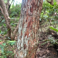 Unidentified Other Tree at Nashua, NSW - Today by daverawlins75