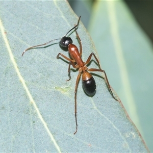 Camponotus consobrinus at Higgins, ACT - 16 Feb 2025 04:41 PM