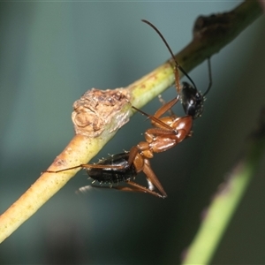 Camponotus consobrinus at Higgins, ACT - 16 Feb 2025 04:41 PM