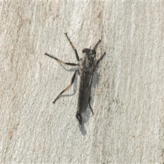 Cerdistus sp. (genus) (Slender Robber Fly) at Higgins, ACT - 16 Feb 2025 by AlisonMilton