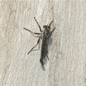 Cerdistus sp. (genus) (Slender Robber Fly) at Higgins, ACT - 16 Feb 2025 by AlisonMilton