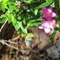 Amegilla sp. (genus) (Blue Banded Bee) at Flynn, ACT - 20 Feb 2025 by Christine