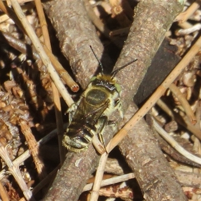 Megachile (Eutricharaea) sp. (genus & subgenus) (Leaf-cutter Bee) at Flynn, ACT - 20 Feb 2025 by Christine