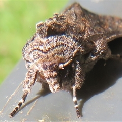 Dasygaster padockina (Tasmanian Cutworm) at Flynn, ACT - 20 Feb 2025 by Christine