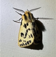 Ardices curvata (Crimson Tiger Moth) at Depot Beach, NSW - Yesterday by Pirom