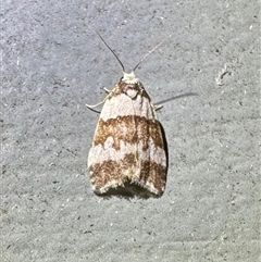 Halone sejuncta (Variable Halone) at Depot Beach, NSW - Yesterday by Pirom