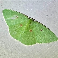 Comostola leucomerata (A Geometer moth (Geometrinae)) at Depot Beach, NSW - 18 Feb 2025 by Pirom