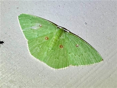 Comostola leucomerata at Depot Beach, NSW - 18 Feb 2025 by Pirom